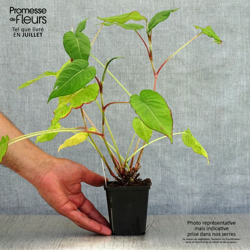 Esemplare di Persicaria amplexicaulis Fat Domino Vasetto da 8/9 cm consegnato in estate