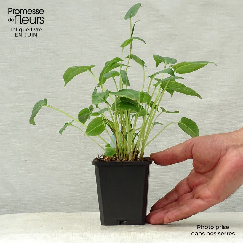 Esemplare di Persicaria amplexicaulis Inverleith Vasetto da 8/9 cm consegnato in estate