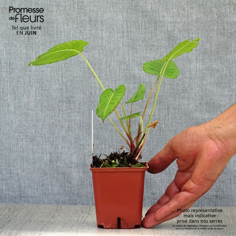 Esemplare di Persicaria amplexicaulis JS Caliente Vasetto da 8/9 cm consegnato in estate
