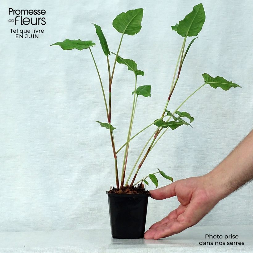 Esemplare di Persicaria amplexicaulis JS Delgado Macho Vasetto da 8/9 cm consegnato in estate