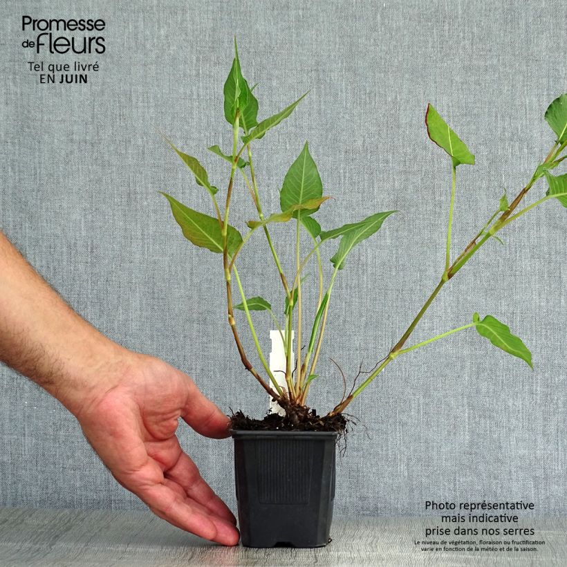Esemplare di Persicaria amplexicaulis Orange Field Vasetto da 7/8 cm consegnato in estate