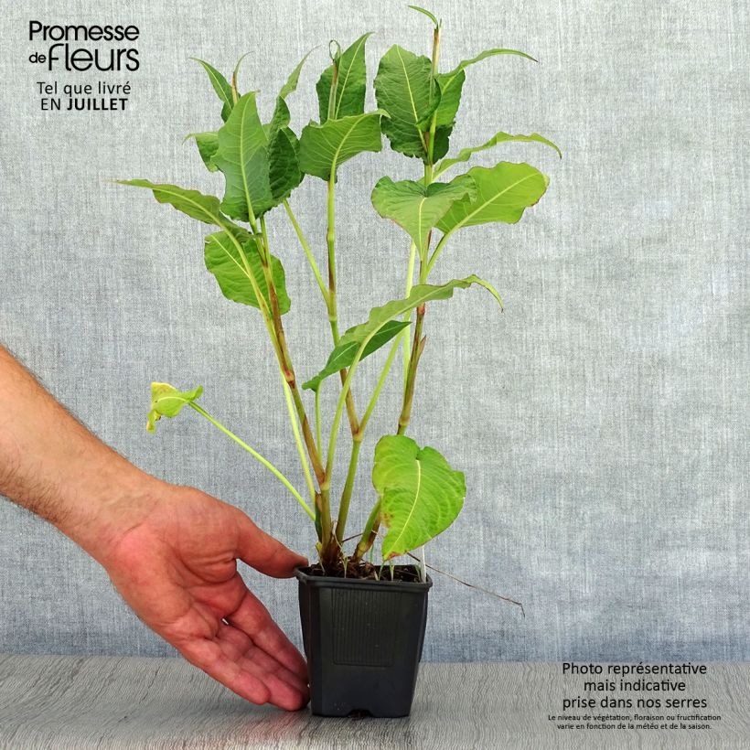 Esemplare di Persicaria amplexicaulis Rosea Vasetto da 8/9 cm consegnato in estate