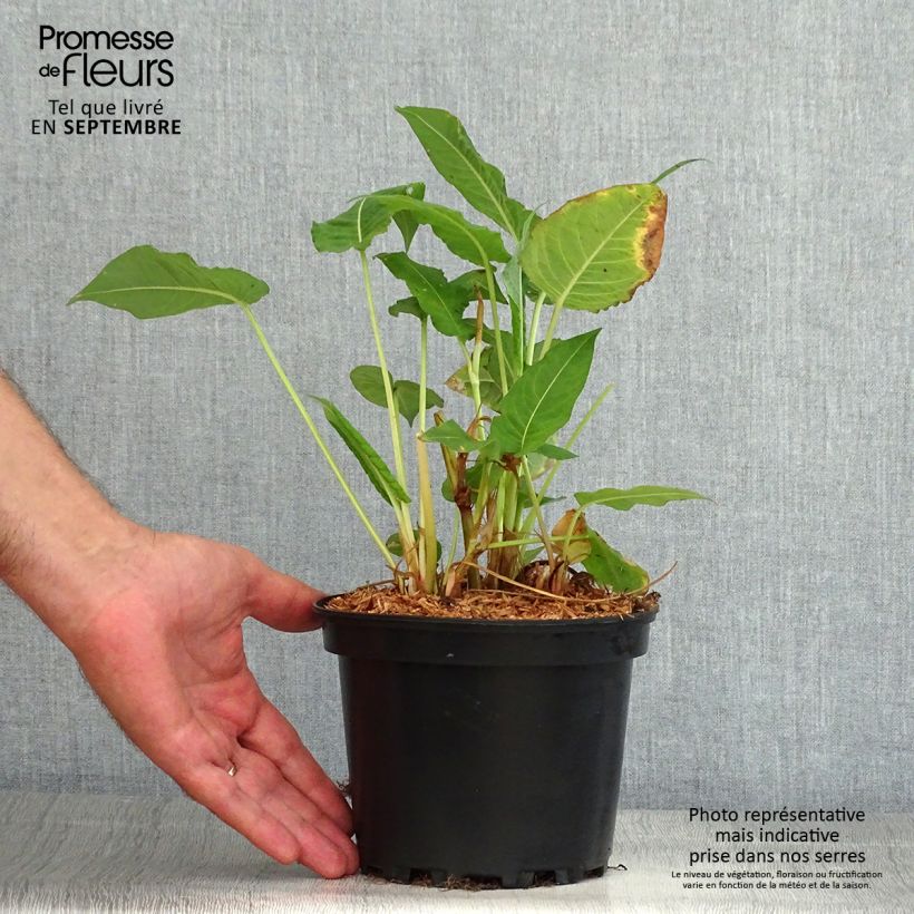Esemplare di Persicaria amplexicaulis Rosea Vaso da 2L/3L consegnato in estate