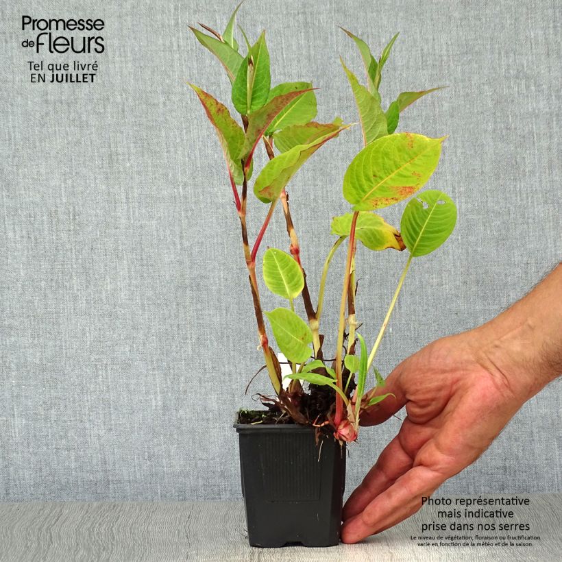 Esemplare di Persicaria amplexicaulis Taurus Vasetto da 8/9 cm consegnato in estate