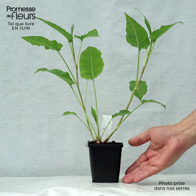 Esemplare di Persicaria amplexicaulis White Eastfield Vasetto da 8/9 cm consegnato in estate