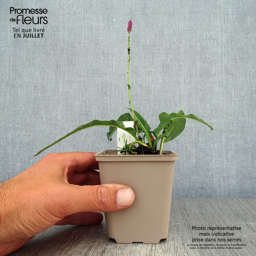 Esemplare di Persicaria bistorta Hohe Tatra - Bistorta Vasetto da 8/9 cm consegnato in estate