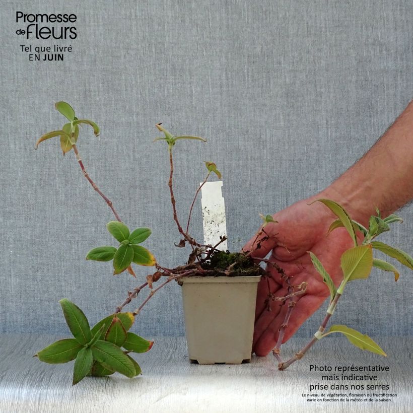 Esemplare di Persicaria campanulata Vasetto da 8/9 cm consegnato in estate
