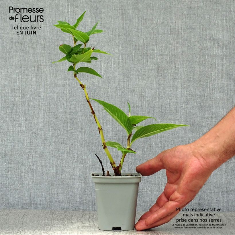 Esemplare di Persicaria polymorpha Vasetto da 8/9 cm consegnato in estate