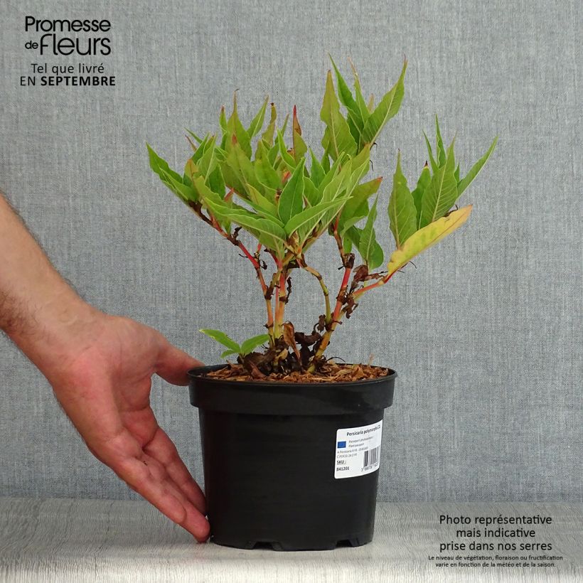 Esemplare di Persicaria polymorpha Vaso da 2L/3L consegnato in estate
