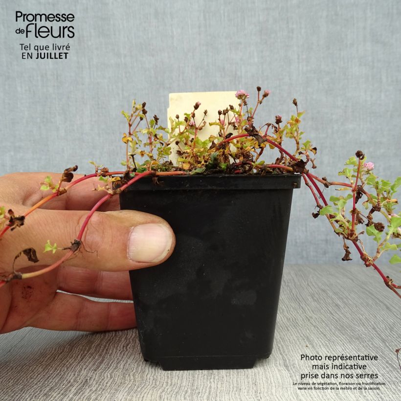 Esemplare di Persicaria runcinata Needham's Form Vasetto da 8/9 cm consegnato in estate