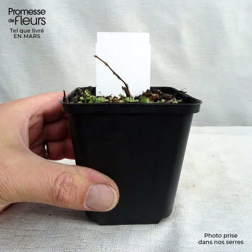 Persicaria runcinata Needham's Form Vasetto da 8/9 cm esemplare consegnato in primavera