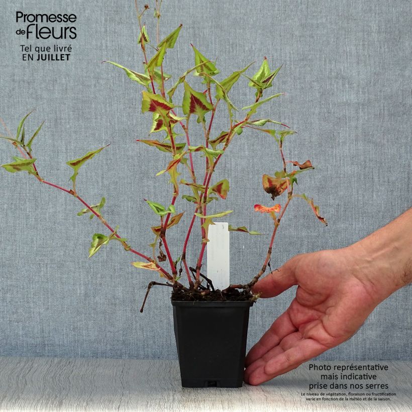 Esemplare di Persicaria runcinata Purple Fantasy Vasetto da 8/9 cm consegnato in estate