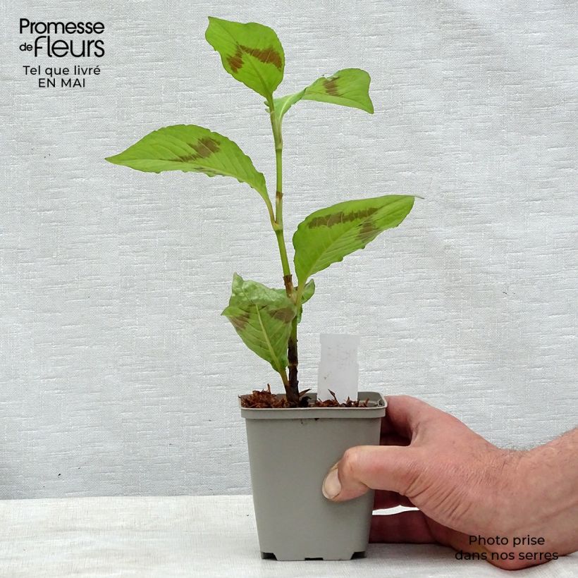 Persicaria virginiana Lance Corporal Vasetto da 8/9 cm esemplare consegnato in primavera