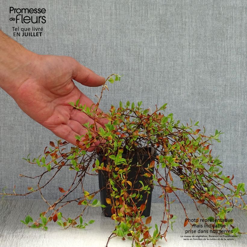 Esemplare di Persicaria vacciniifolia Vasetto da 8/9 cm consegnato in estate