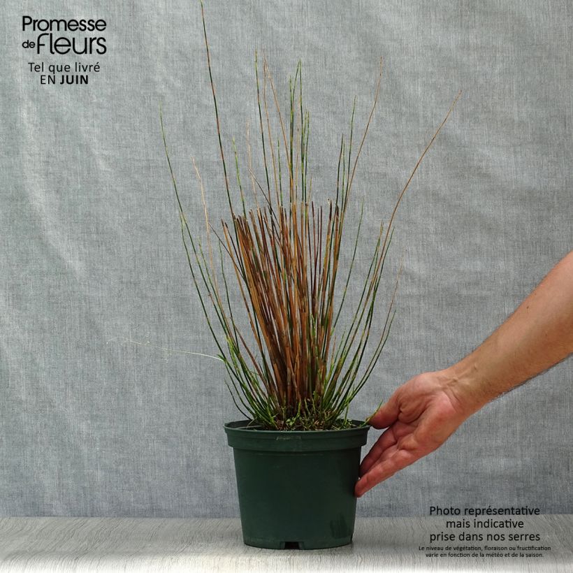 Esemplare di Restio tetraphyllus Vaso da 2L/3L consegnato in estate
