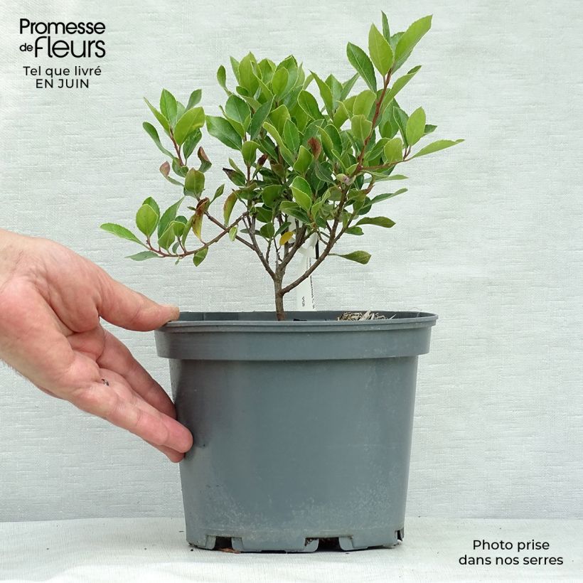 Esemplare di Rhamnus alaternus - Alaterno Vaso da 2L/3L consegnato in estate