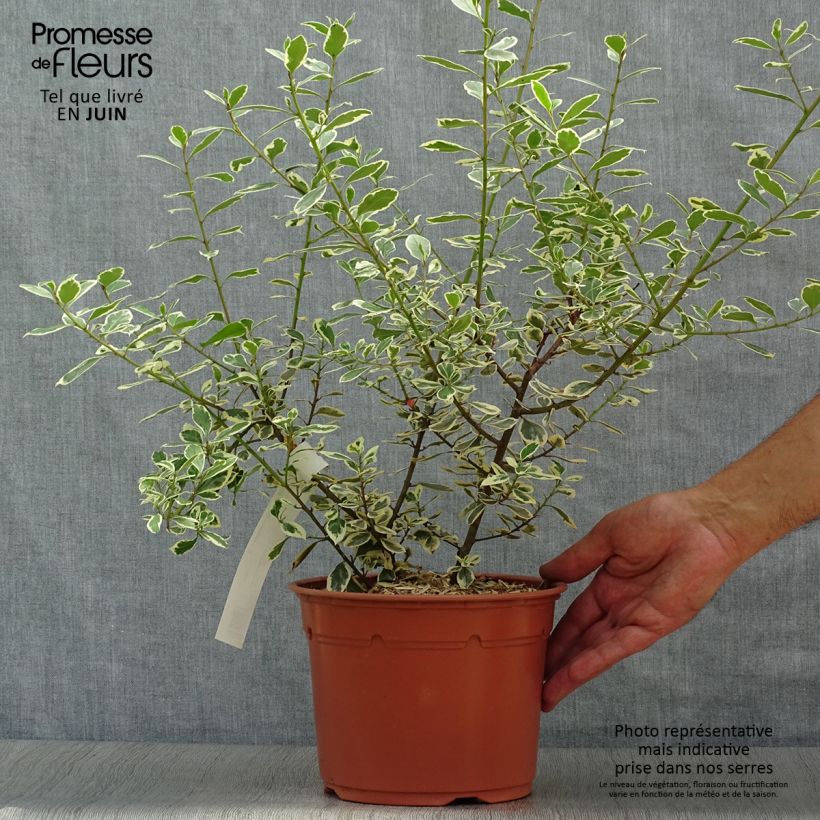 Esemplare di Rhamnus alaternus Argenteovariegata - Alaterno Vaso da 2L/3L consegnato in estate