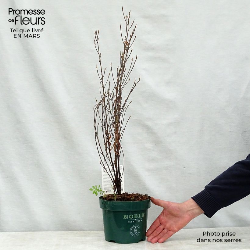 Rhamnus frangula Fine Line 'Ron Williams' - Frangola Vaso da 3L/4LAltezza consegnata circa 40/50cm esemplare consegnato in primavera