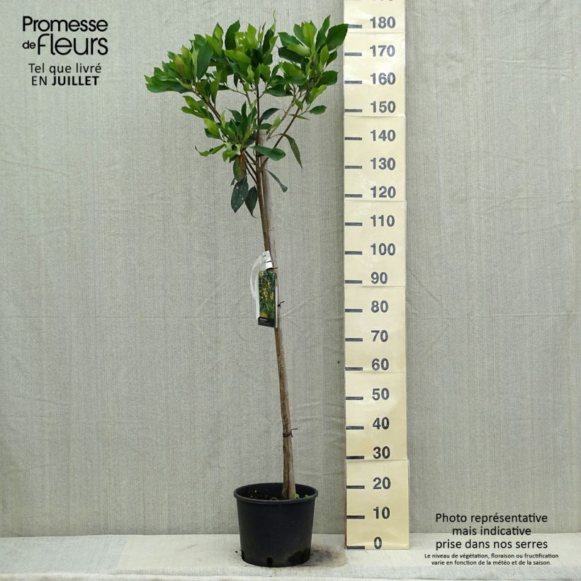 Esemplare di Rhaphiobotrya Coppertone - néflier hybride Pot de 10L tige consegnato in estate
