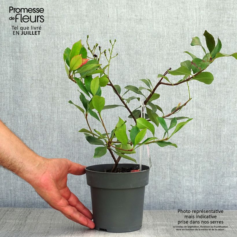 Esemplare di Rhaphiolepis indica Pink Cloud Vaso da 1,5L/2L consegnato in estate