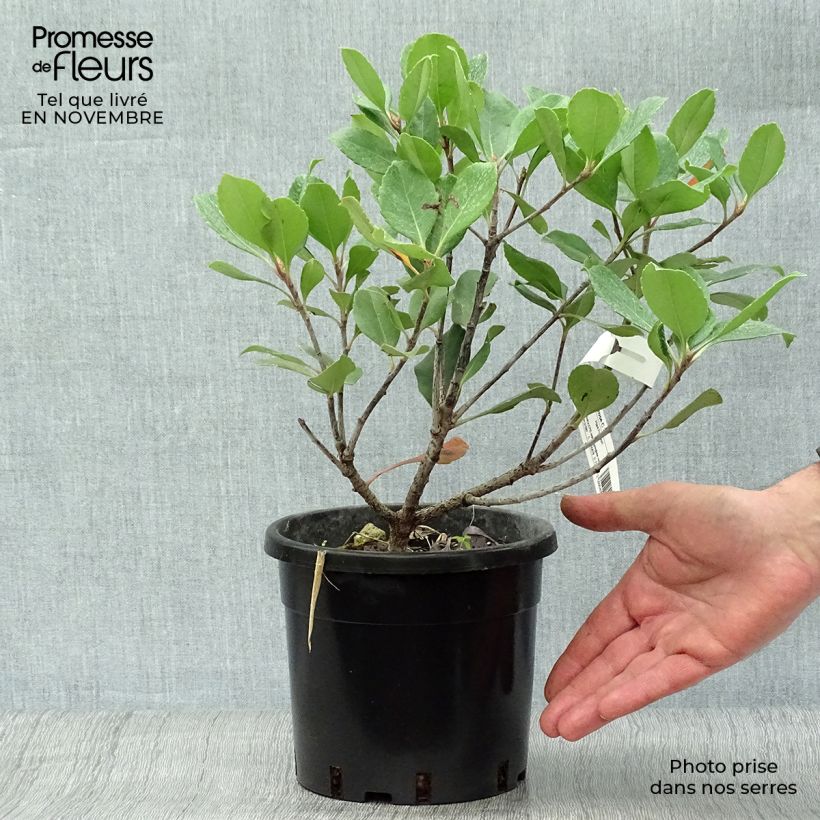 Esemplare di Rhaphiolepis indica Spring Time Vaso da 3L/4L come consegnato in autunno