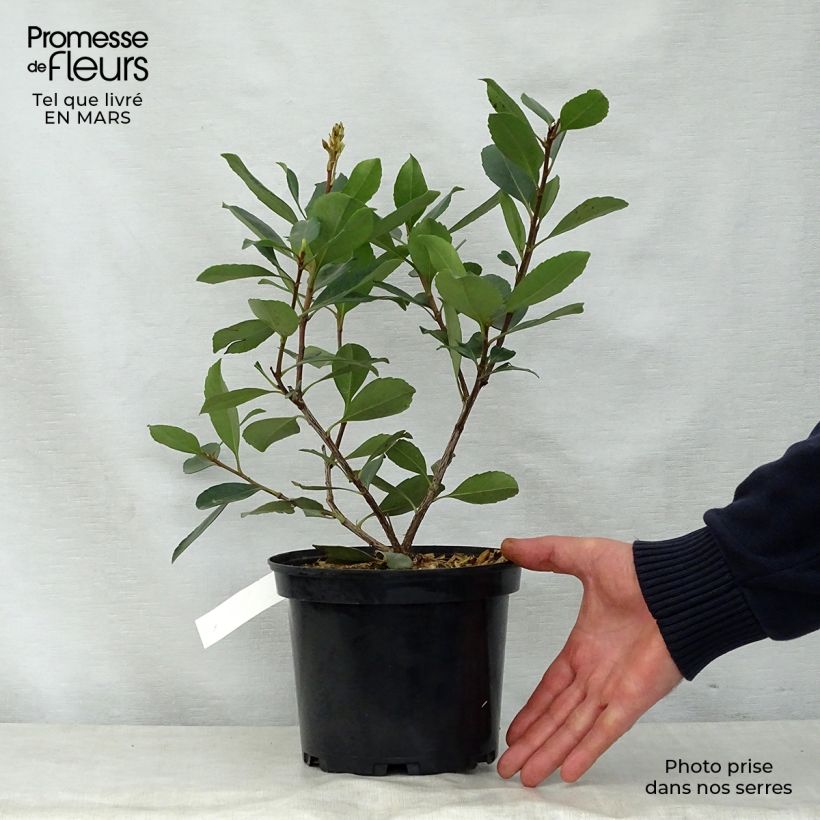 Rhaphiolepis delacourii Coates Crimson Vaso da 2L/3L esemplare consegnato in primavera