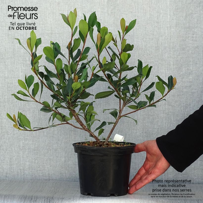 Esemplare di Rhaphiolepis delacourii Coates Crimson Vaso da 2L/3L come consegnato in autunno