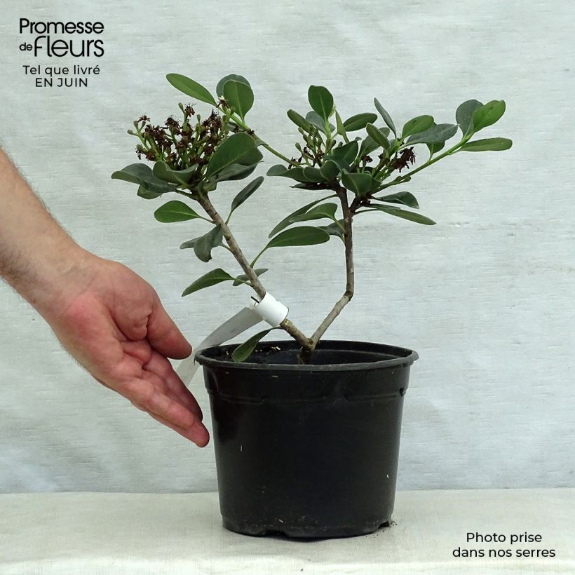 Esemplare di Rhaphiolepis umbellata Ovata Vaso da 2L/3L consegnato in estate