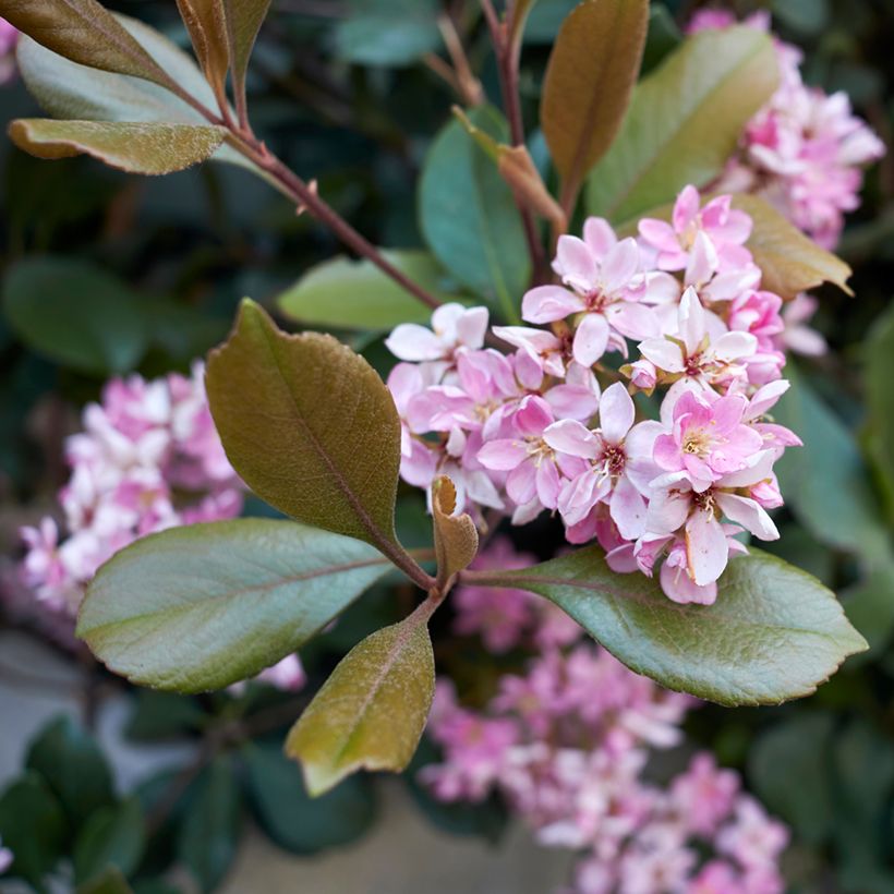 Rhaphiolepis indica Pink Cloud (Fioritura)