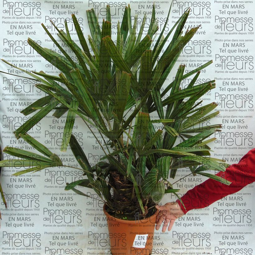 Esempio di esemplare Rhapidophyllum hystrix Vaso da 7,5L/10L come consegnato
