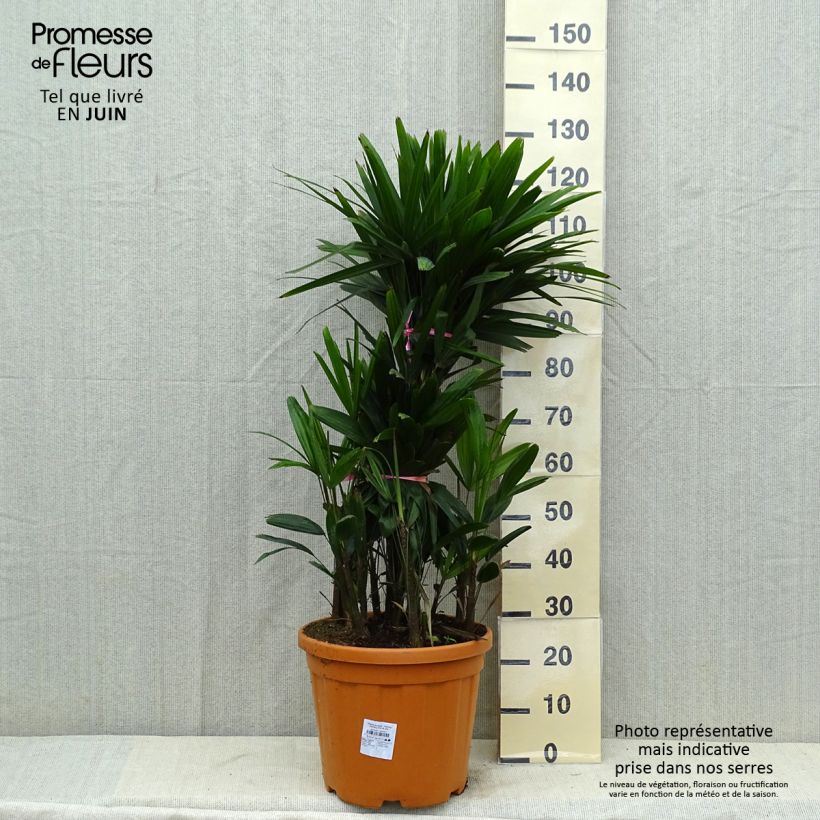 Esemplare di Rhapis excelsa Vaso da 7,5L/10L consegnato in estate