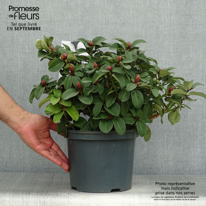 Esemplare di Rhododendron williamsianum Gartendirektor Glocker Vaso da 4L/5L come consegnato in autunno