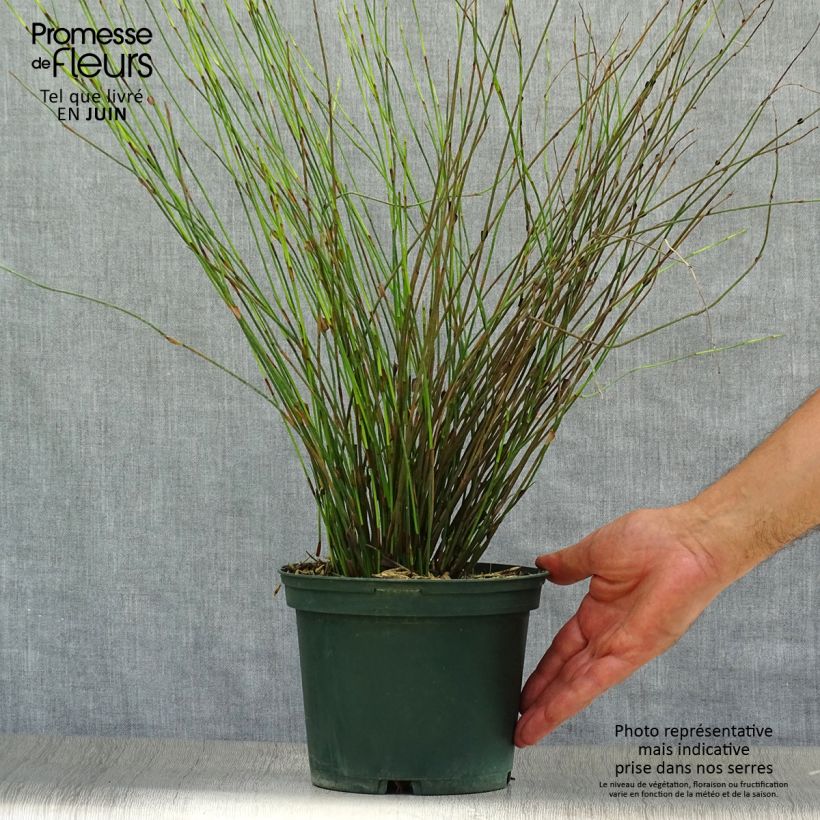 Esemplare di Rhodocoma capensis Vaso da 2L/3L consegnato in estate