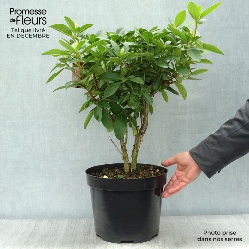Rhododendron Albert Schweitzer Vaso da 7,5L/10L esemplare consegnato in inverno