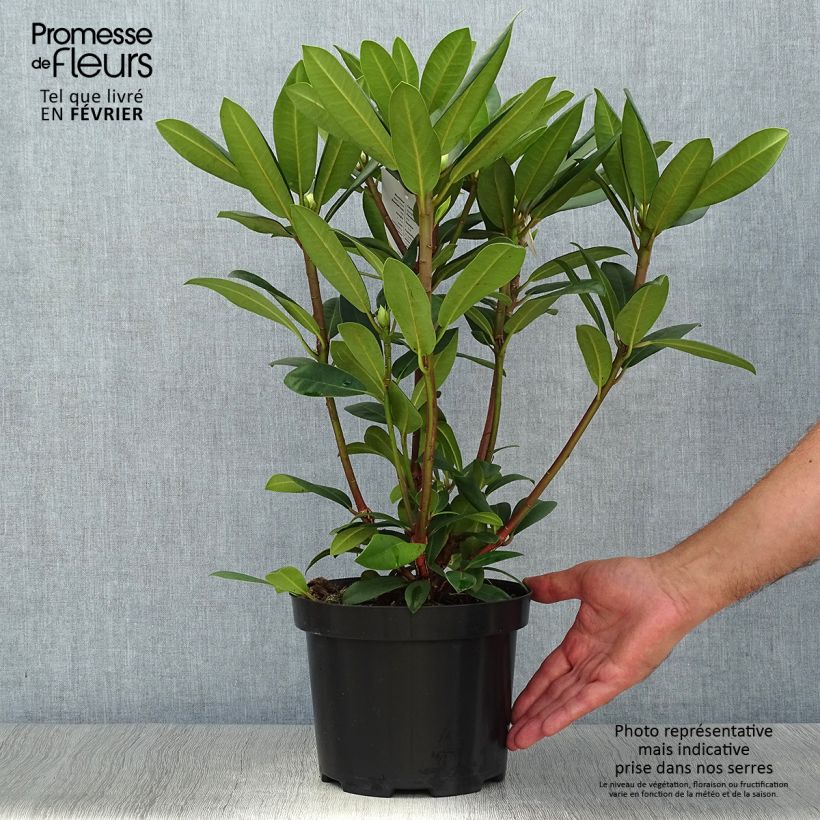 Esemplare di Rhododendron Alfred Vaso da 4L/5L come consegnato in autunno