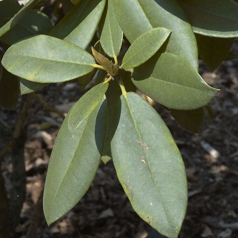 Rhododendron Anna Rose Whitney (Fogliame)