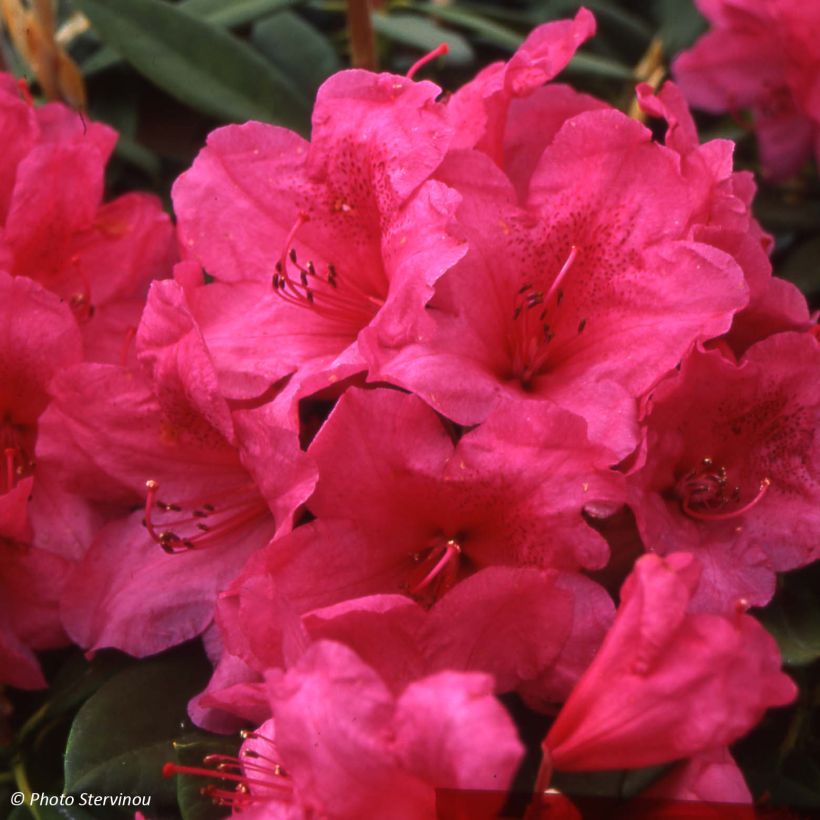 Rhododendron Anna Rose Whitney (Fioritura)