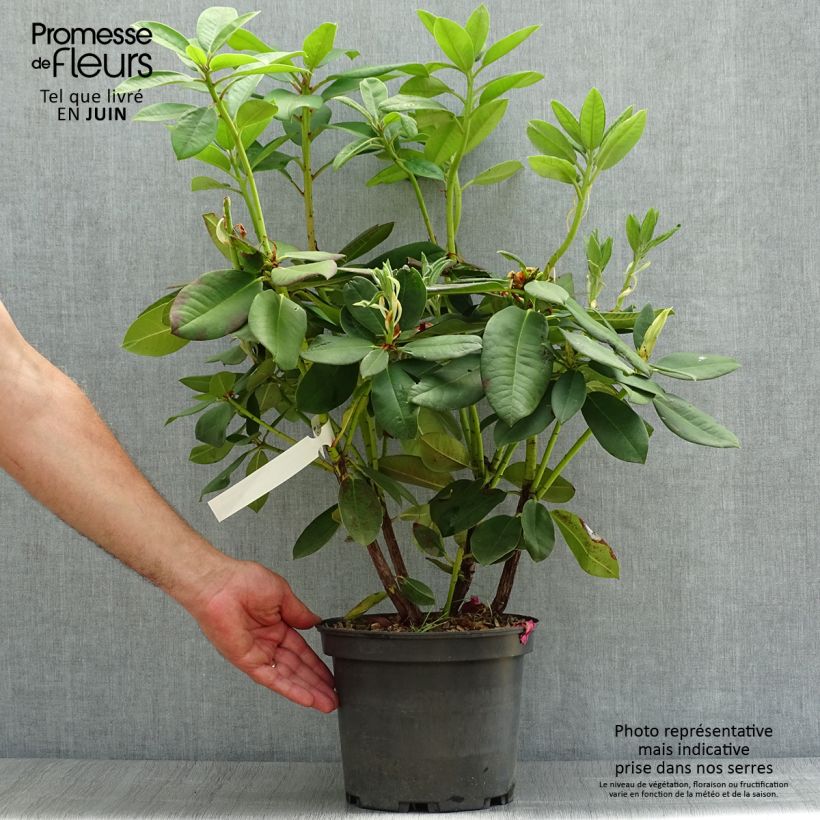 Esemplare di Rhododendron Anna Rose Whitney Vaso da 4L/5L consegnato in estate