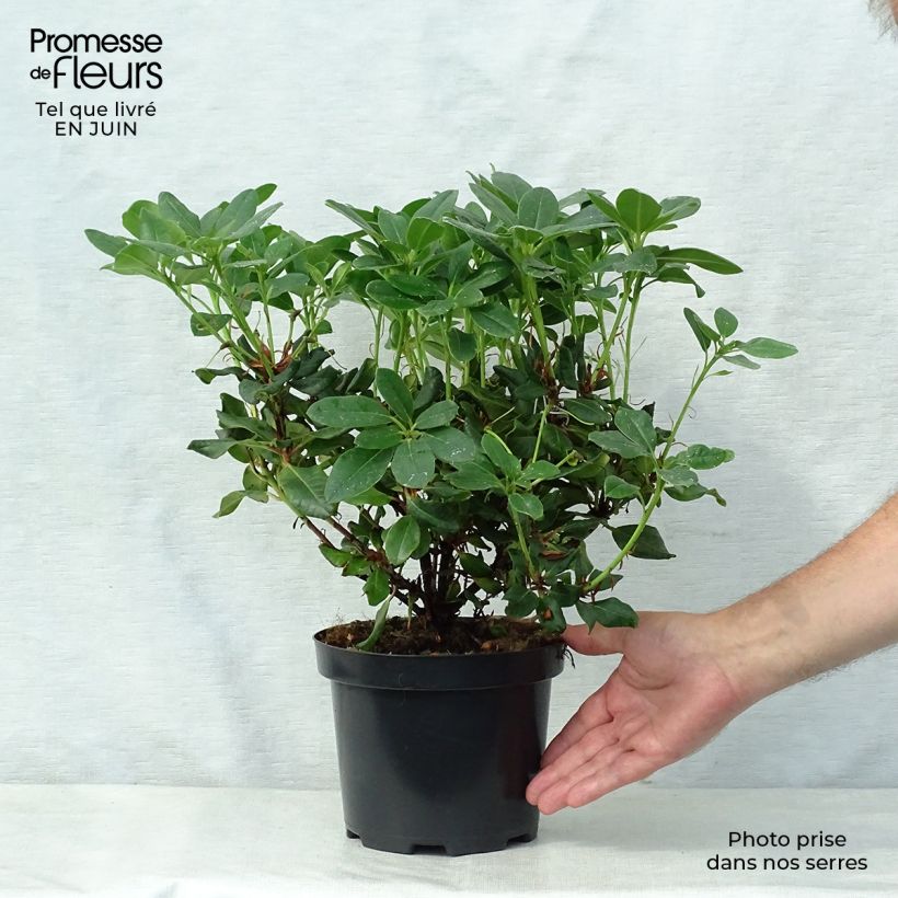 Esemplare di Rhododendron Baden-Baden Vaso da 2L/3L consegnato in estate