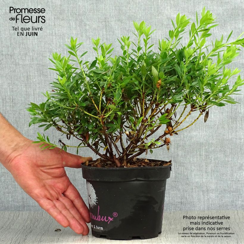 Esemplare di Rhododendron INKARHO Bloombux Vaso da 2L/3L consegnato in estate