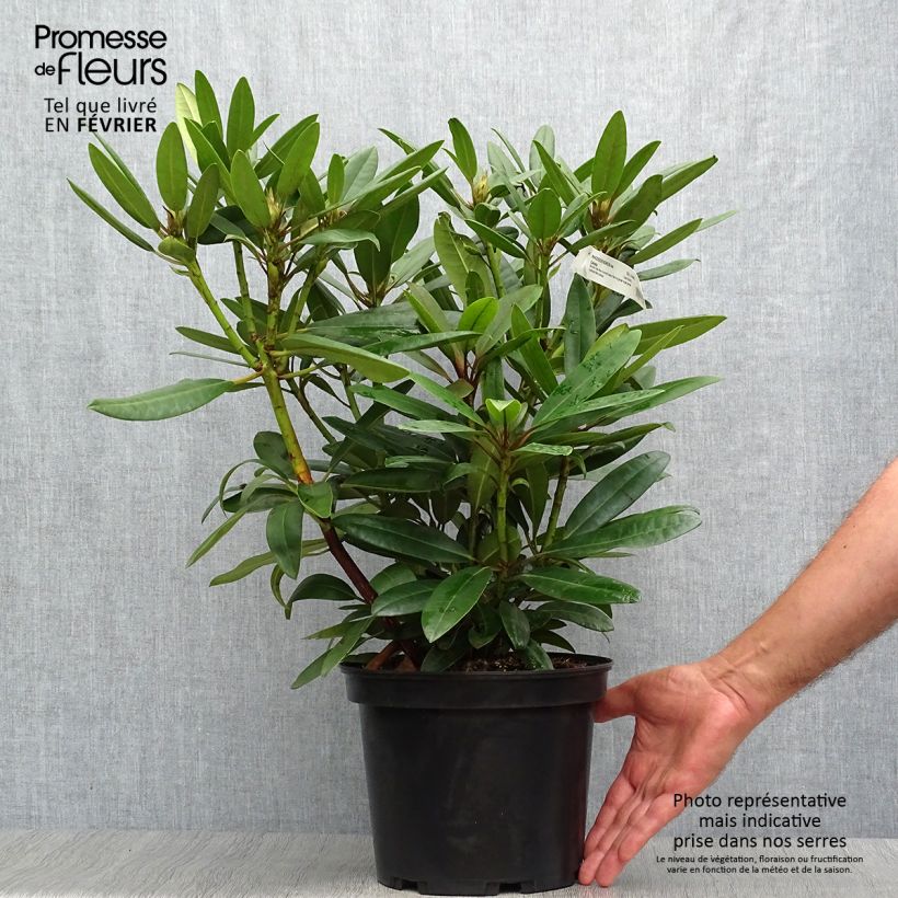 Esemplare di Rhododendron Calsap Vaso da 4L/5L come consegnato in autunno
