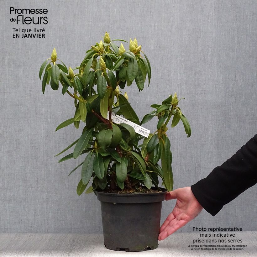 Rhododendron Calsap Vaso da 4L/5L esemplare consegnato in inverno