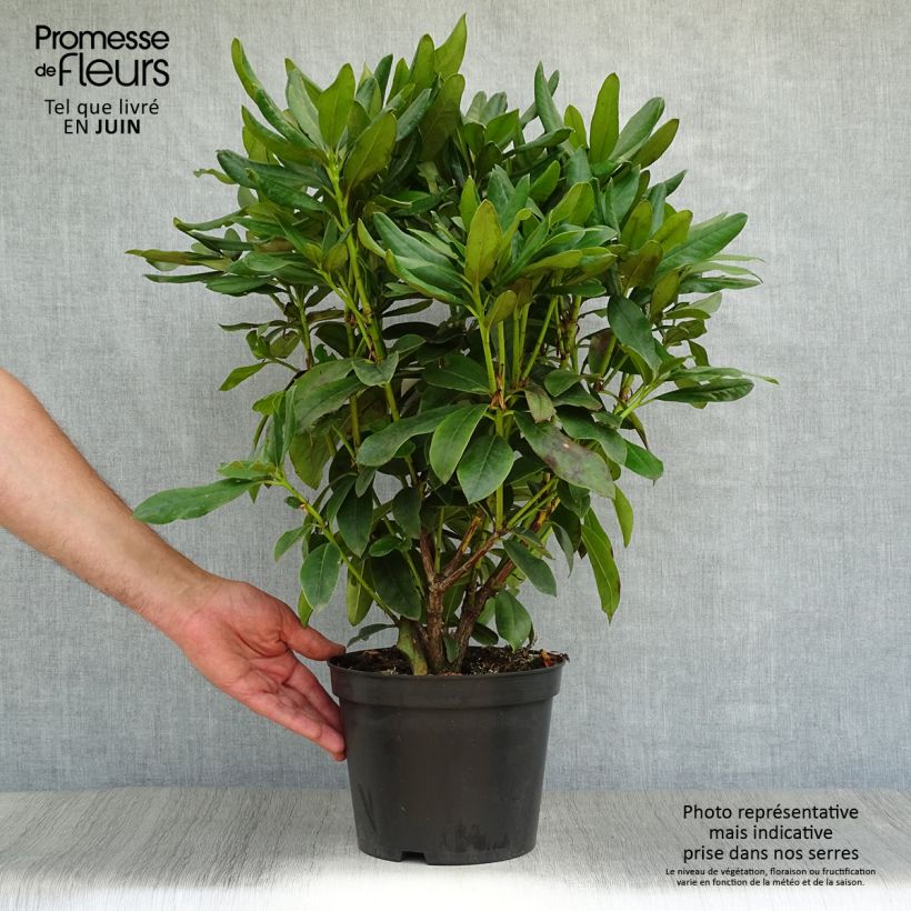 Esemplare di Rhododendron Cunningham's White Vaso da 4L/5L consegnato in estate