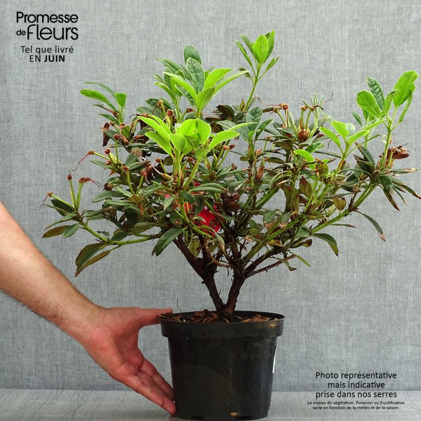 Esemplare di Rhododendron Elizabeth Red Foliage Vaso da 2L/3L consegnato in estate