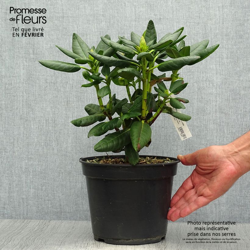 Esemplare di Rhododendron Gedser Gold Vaso da 4L/5L come consegnato in autunno