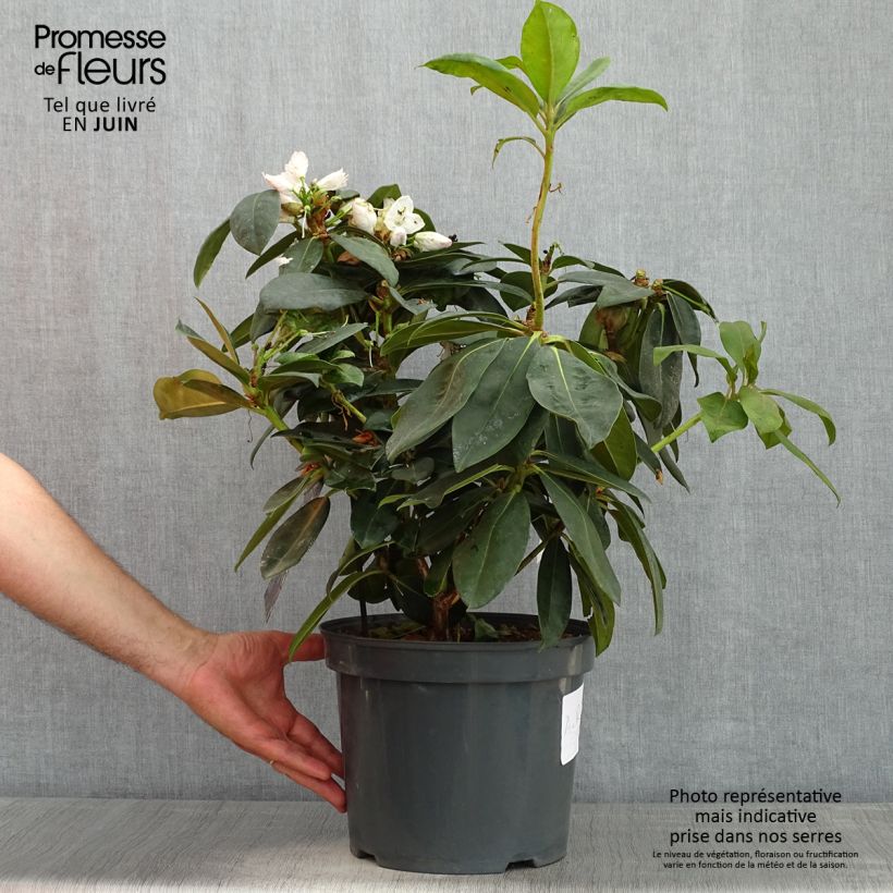 Rhododendron Gomer Waterer en pot de 7,5L/10L esemplare consegnato in primavera