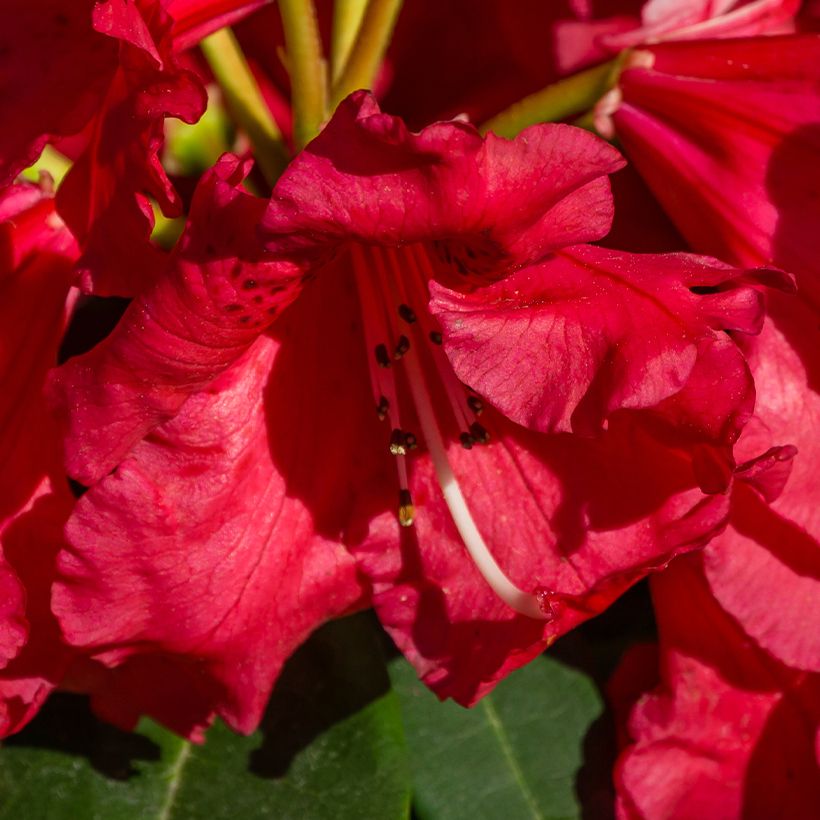 Rhododendron Halfdan Lem (Fioritura)