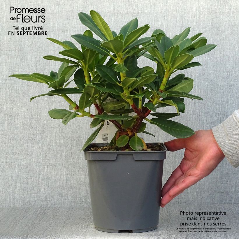 Esemplare di Rhododendron Horizon Monarch Vaso da 4L/5L come consegnato in autunno