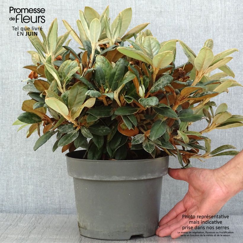 Esemplare di Rhododendron INKARHO Bellini Vaso da 4L/5L consegnato in estate