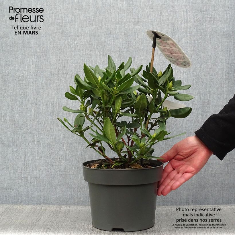 Rhododendron INKARHO Brasilia Vaso da 4L/5L esemplare consegnato in primavera
